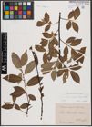 Foto von Salix caprea L. x Salix daphnoides Vill.